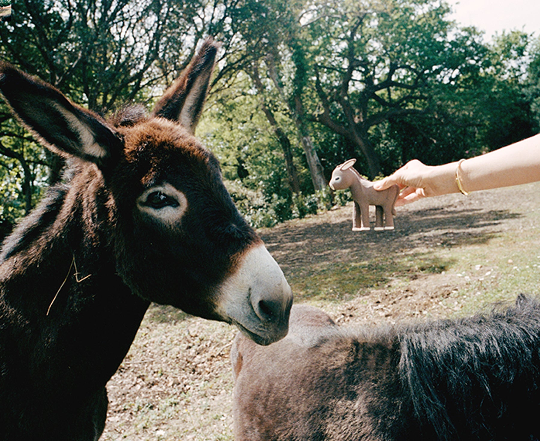 Hector the Donkey Chewable Toy by Oli &amp; Carol with a real brown donkey.